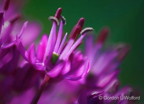 Purple Floret_49156.jpg - Photographed near Carleton Place, Ontario, Canada.